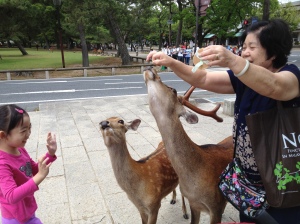 Feeding deer in Nara